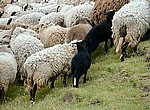 fond ecran  moutons