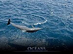 Océans : dauphin wallpaper