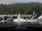 fond ecran  Océans ; baleines