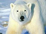 fond ecran  ours polaire