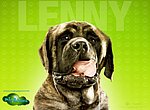Palace pour chiens: Lenny wallpaper