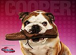 Palace pour chiens: Cooper wallpaper