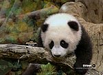 fond ecran  panda