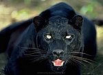 fond ecran  panthere noire