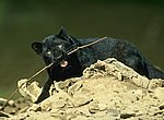 fond ecran  panthere noire