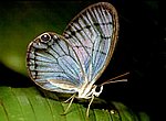 papillon wallpaper