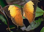 papillons wallpaper