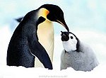 fond ecran  pingouins