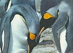 pingouins wallpaper