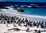 fond ecran  plage de pingouins