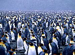 fond ecran  pingouins