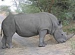 fond ecran  rhinoceros