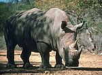 fond ecran  rhinoceros