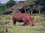 fond ecran  rhinoceros