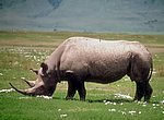 fond ecran  rhinoceros