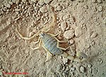 fond ecran  scorpion