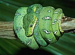 serpent vert wallpaper