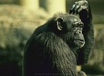 fond ecran  singe chimpanzee