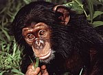 fond ecran  bébé chimpanzé