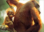 fond ecran  orang outan et son bébé