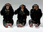 chimpanzés wallpaper