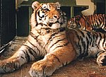 tigres wallpaper