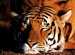 tigre wallpaper
