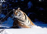 fond ecran  tigre