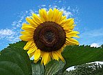 tournesol wallpaper