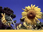 fond ecran  Tournesols Aix en Provence