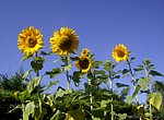 Tournesols  wallpaper