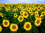 Champ de tournesols  wallpaper