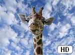 fond ecran HD Girafe en gros plan
