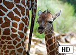 fond ecran HD Bébé girafe
