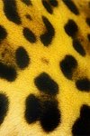 fond iphone fourrure de leopard