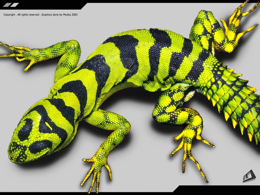 Salamandre en 3D fond ecran Salamandre en 3D