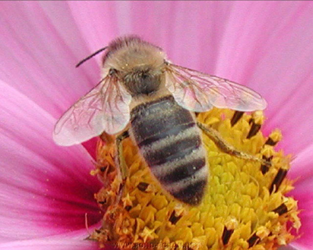 abeille fond ecran abeille