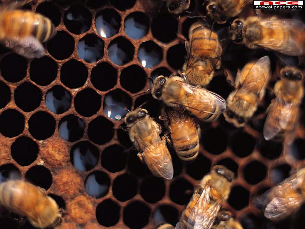 abeilles fond ecran abeilles