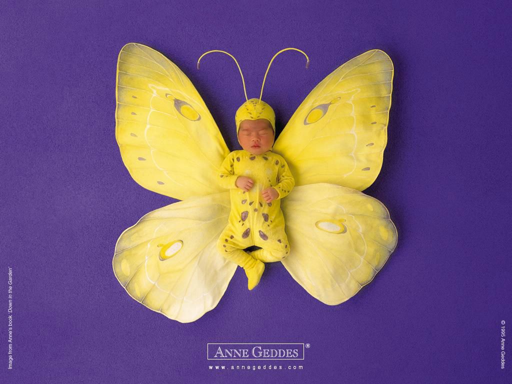 Anne Geddes: bébé papillon fond ecran Anne Geddes: bébé papillon