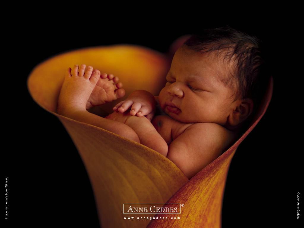 Anne Geddes: bébé arome fond ecran Anne Geddes: bébé arome