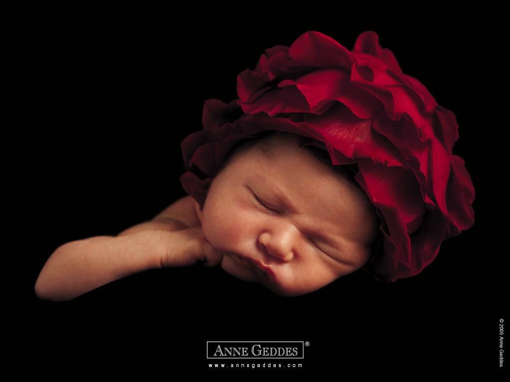 Anne Geddes: bébé fleur fond ecran Anne Geddes: bébé fleur