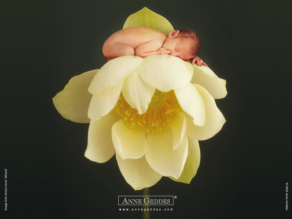 Anne Geddes: bébé fleur fond ecran Anne Geddes: bébé fleur