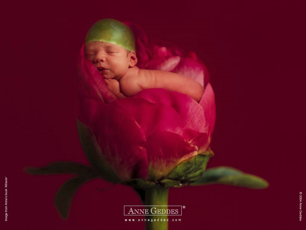 Anne Geddes: bébé fleur fond ecran Anne Geddes: bébé fleur