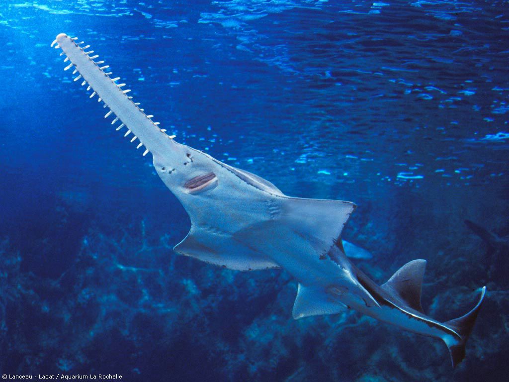 requin scie fond ecran requin scie