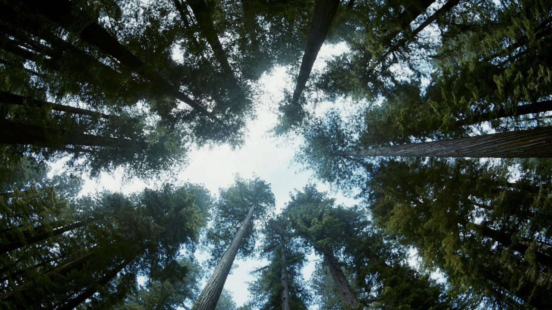 L'arbre de Vie fond ecran L'arbre de Vie