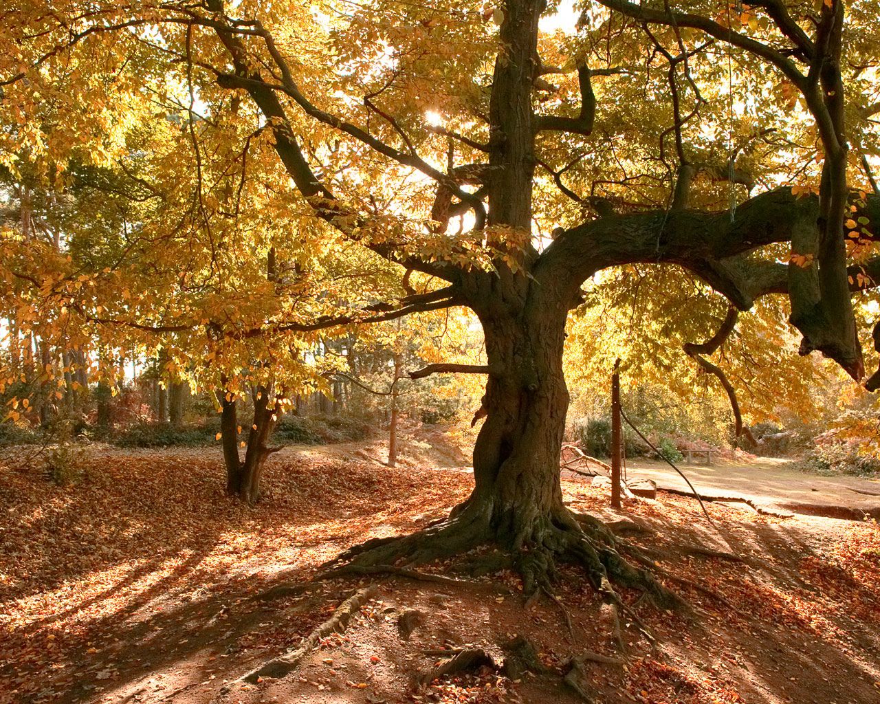 Arbre en automne fond ecran Arbre en automne