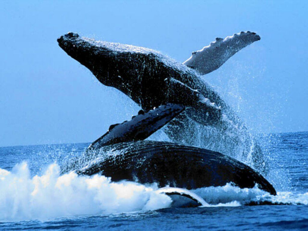 baleines fond ecran baleines