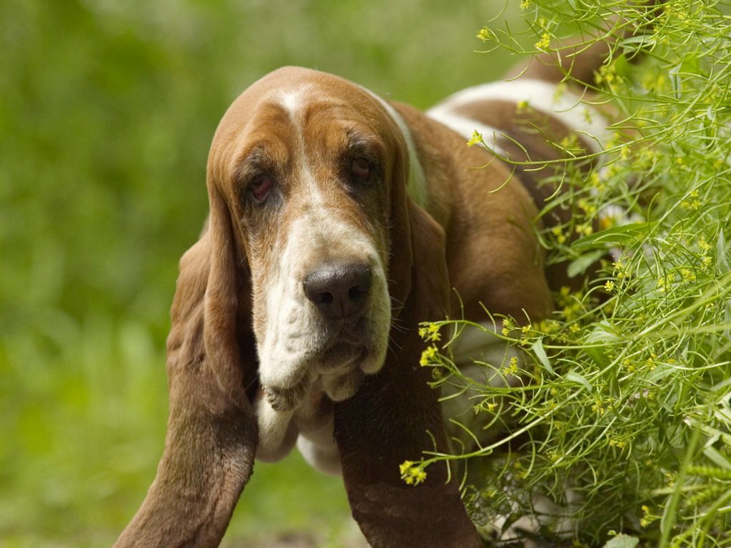 Basset Hound fond ecran Basset Hound