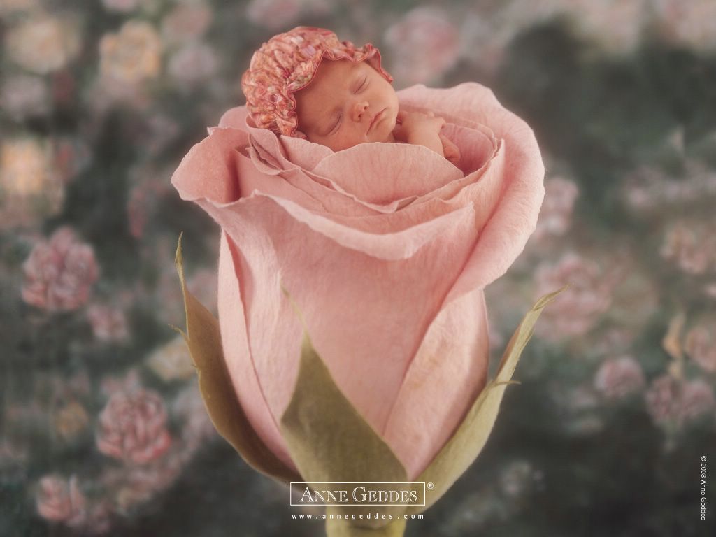 bébé rose fond ecran bébé rose