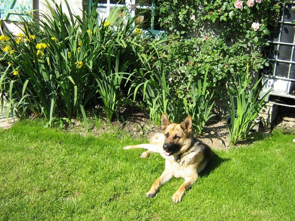 Berger Allemand fond ecran Berger Allemand